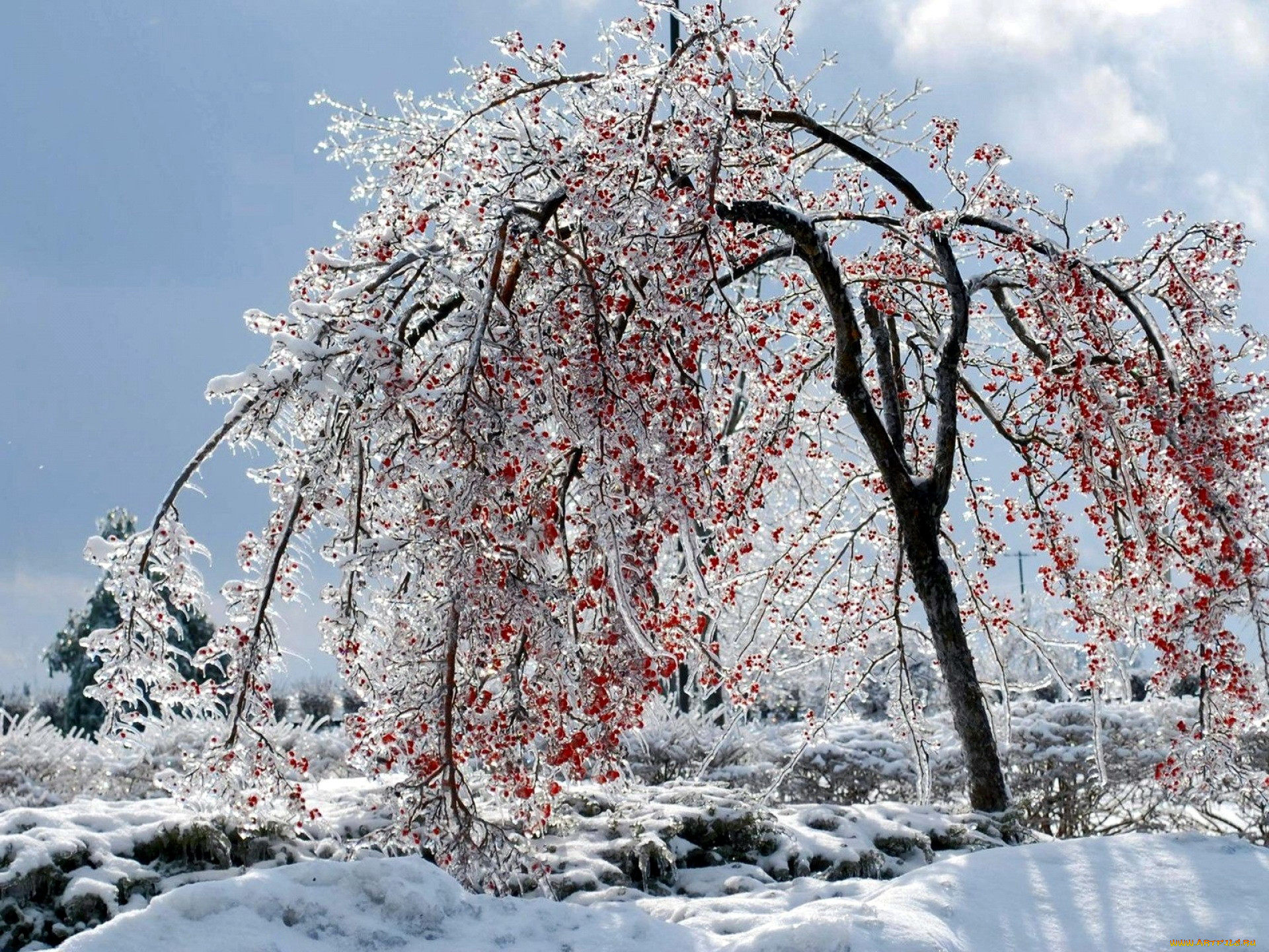 Ледяные деревья